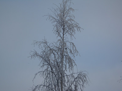 IMG_0168.JPG.jpeg