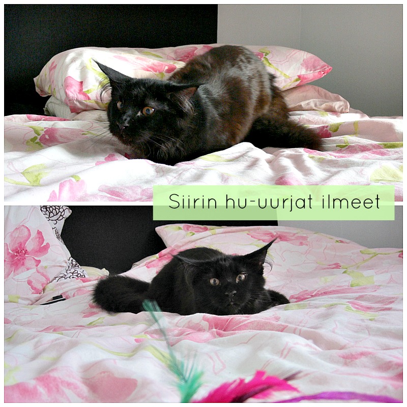 siiri.jpeg